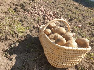 Raccolta di patate 