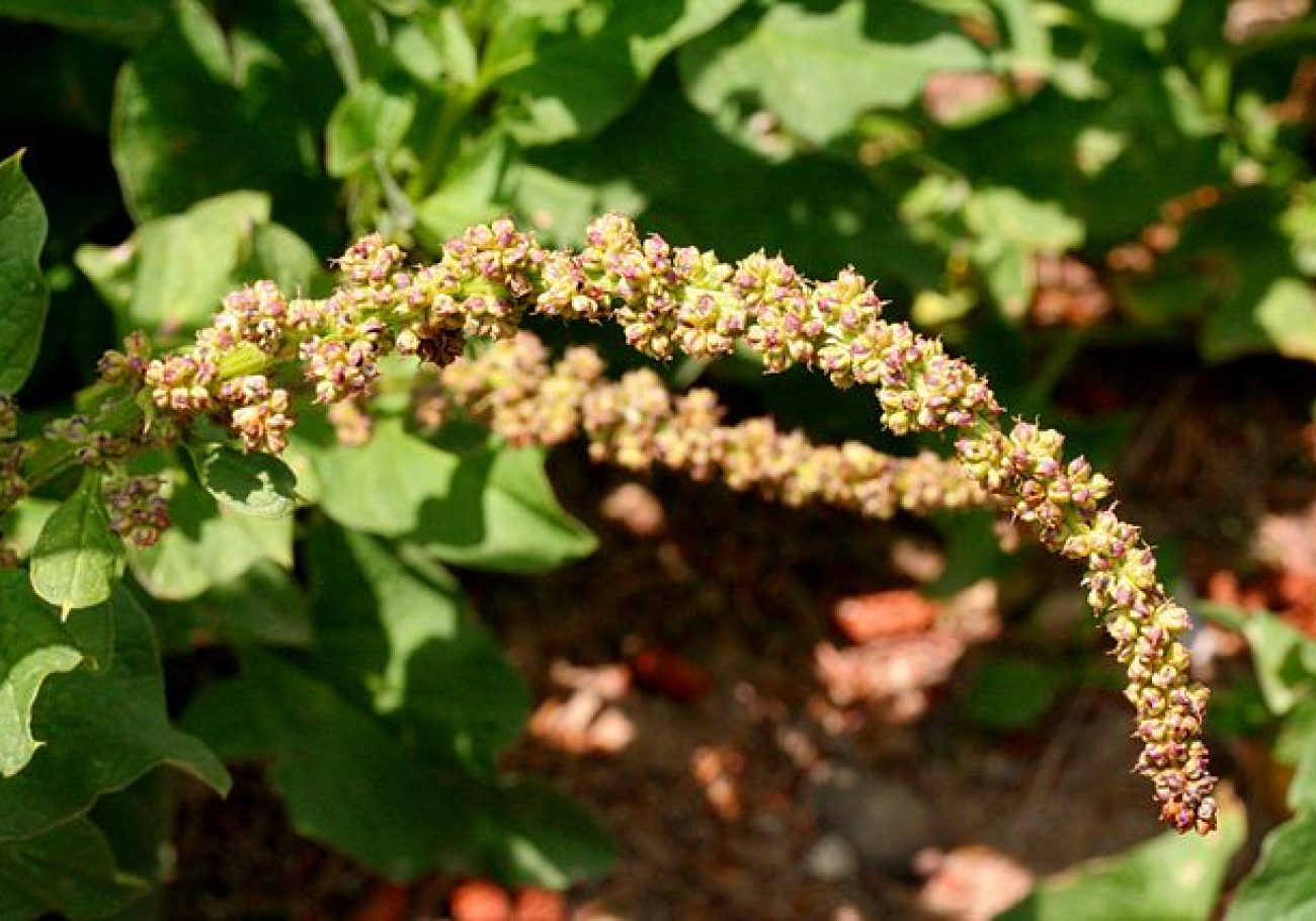 640px-Chenopodium_bonus-henricus_ENBLA03